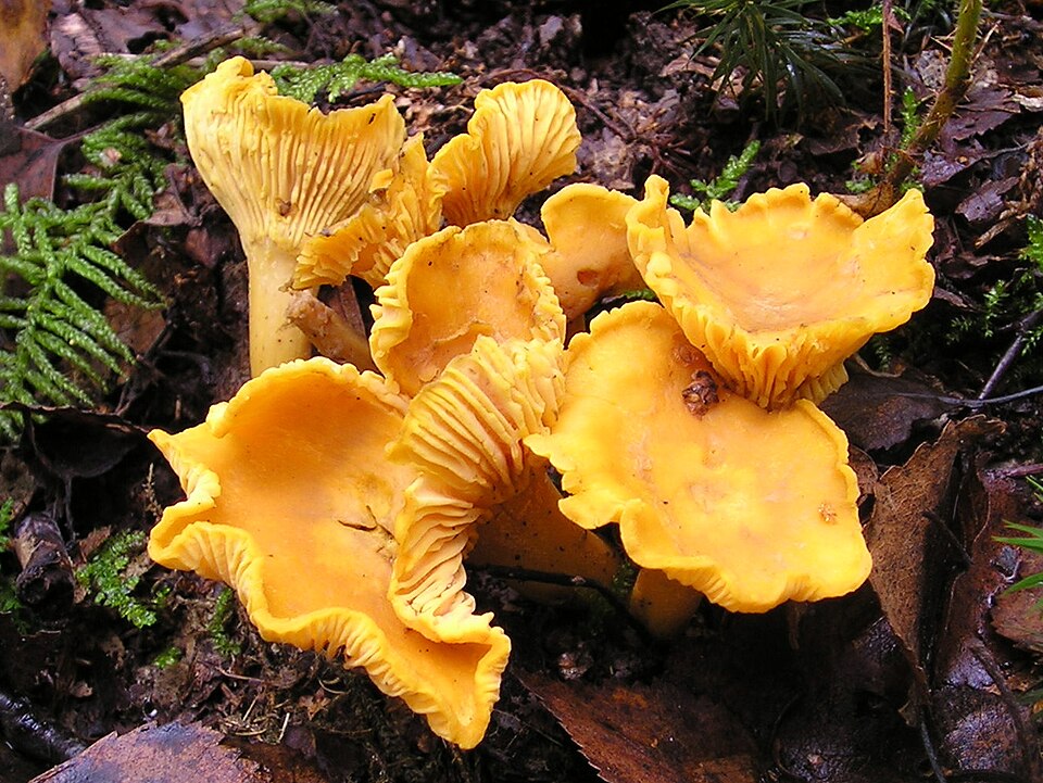 Chanterelle mushroom photo