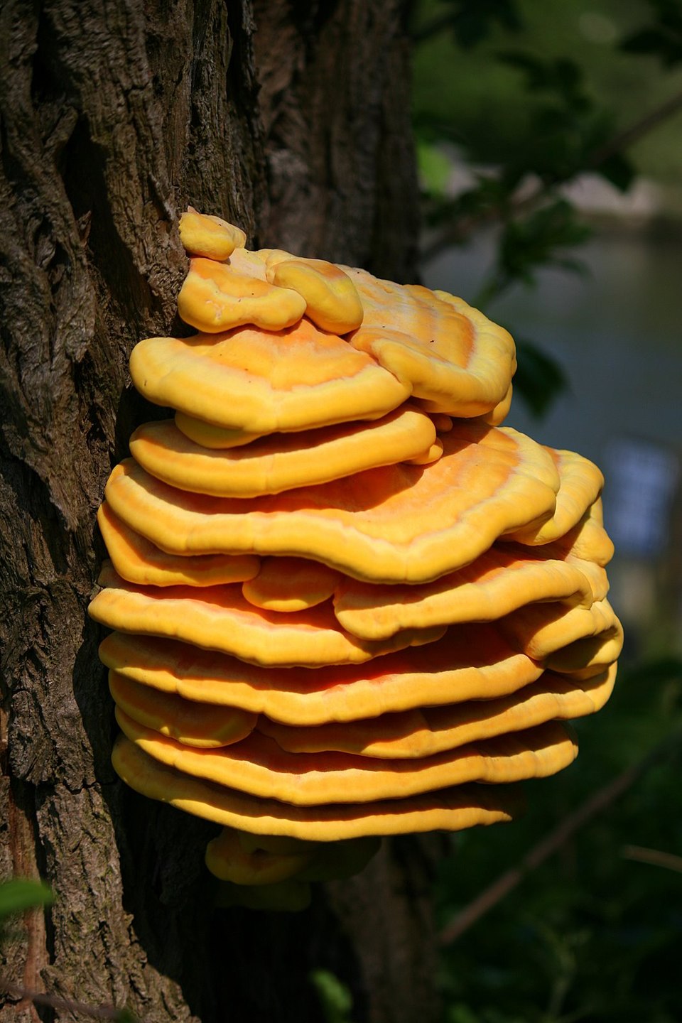 Chicken of the Woods mushroom photo