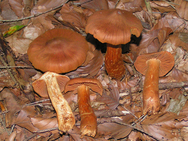 Deadly Webcap mushroom photo