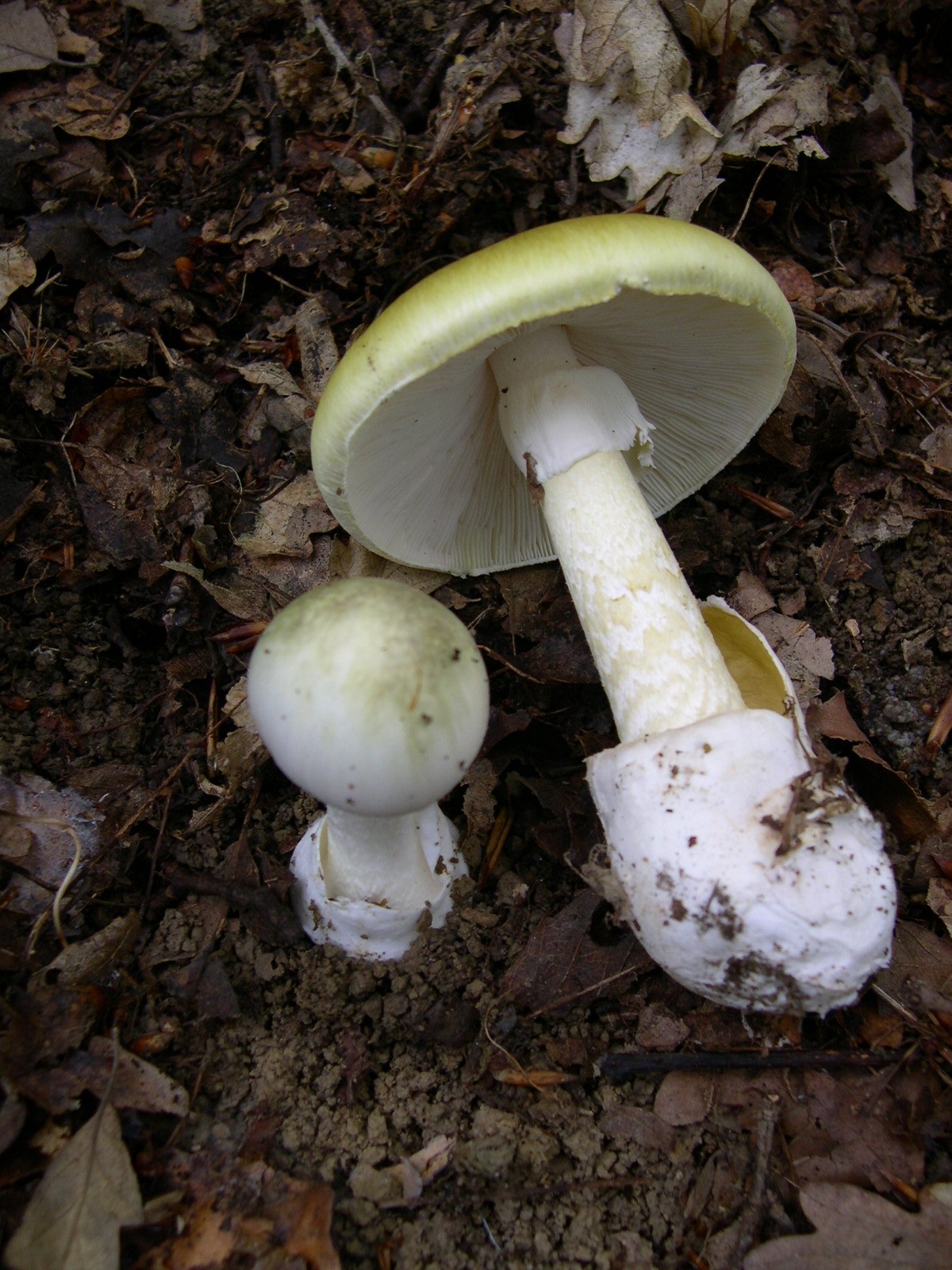 Death Cap mushroom photo