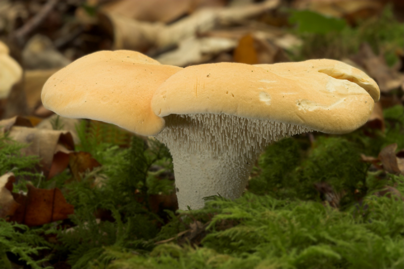 Hedgehog Mushroom mushroom photo