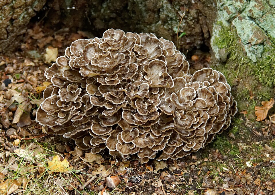 Hen of the Woods (Maitake) mushroom photo