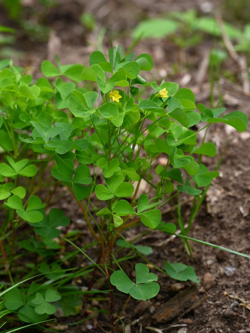 Wood Sorrel (Oxalis stricta)