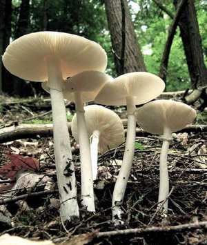 Destroying Angel (lookalike)