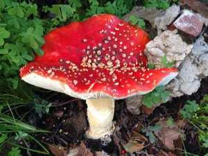 Fly Agaric cut in cross-section showing white flesh and yellow-red cap