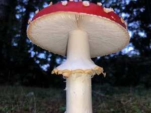 Fly Agaric cap and gills close-up