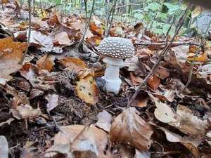 Panther Cap stem base showing volva