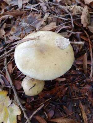 Gills — free, white, crowded; ring (annulus) on stem; olive-yellow cap color