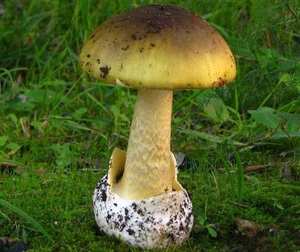 Volva — white sac cup at base (MANDATORY check); dig up every Amanita to inspect