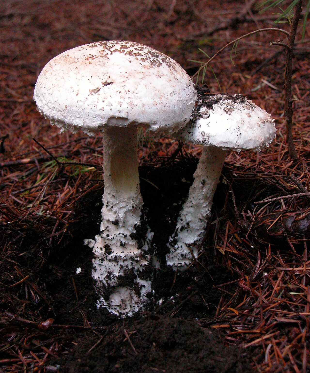 Smith's Amanita (White Matsutake Lookalike) (Amanita smithiana)