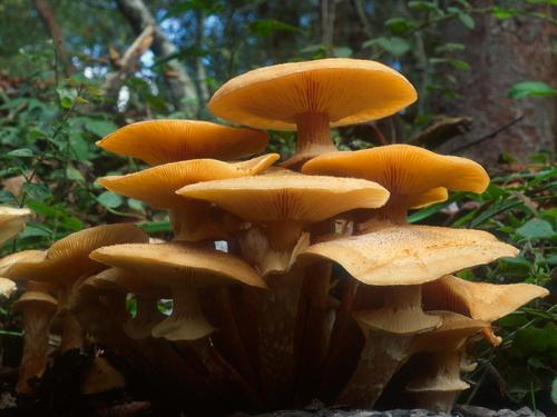 Honey Mushroom (caution)