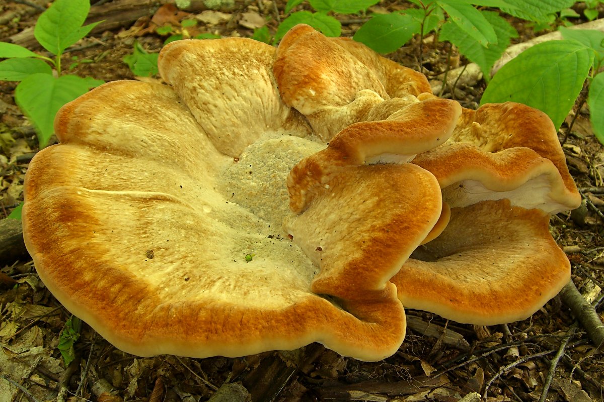 Berkeley's Polypore