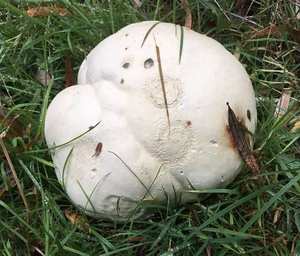 External appearance — smooth white sphere; no gills, no cap, no stem visible