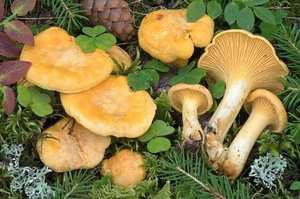 False gills — forked blunt ridges running down stem (not sharp blade gills); diagnostic feature