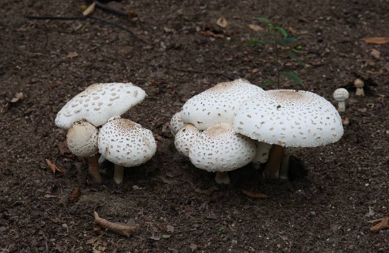 False Parasol