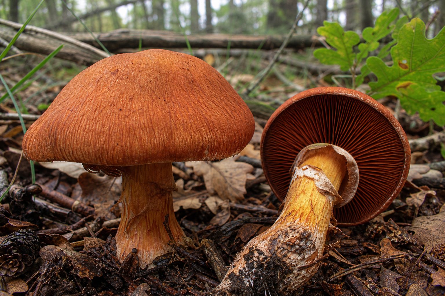 Cortinarius orellanus β Fool's Webcap