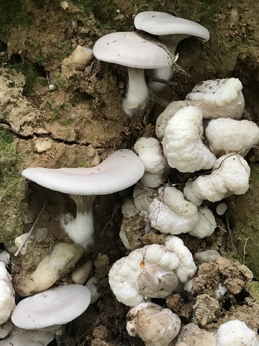 Aborted Entoloma