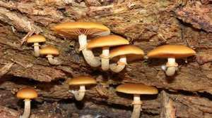 Galerina autumnalis — LBM showing fibrous stem and brown gills on wood