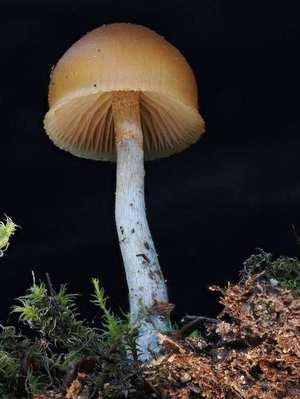 Colony on log — dense clusters on decaying wood; honey-brown caps
