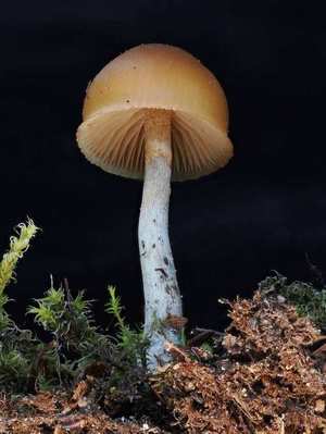Cap close-up — honey-brown, smooth; brown gills; ring (annulus) on slender stem; rusty-brown spore print