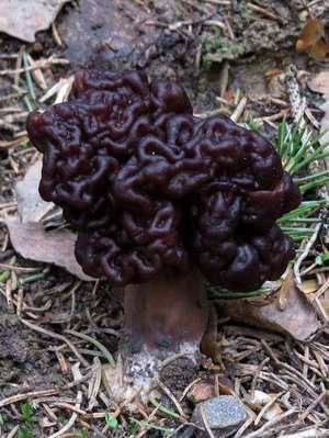 False Morel