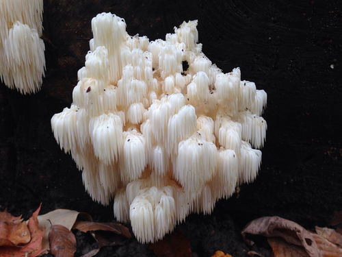 Bear's Head Tooth