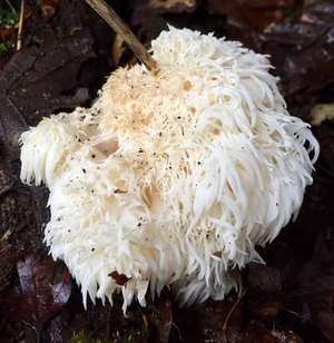 Lion's mane mushroom (Hericium erinaceus) — cascading white spines on hardwood tree trunk