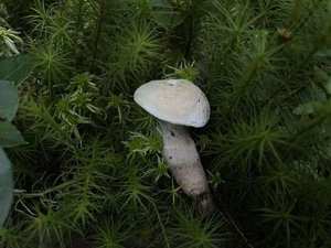 Cap and stem — pale cream to tan; solid white stem; irregular wavy cap edges