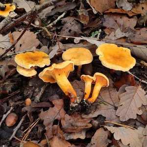 Gills — true forking gills (not blunt ridges); deep orange throughout including flesh