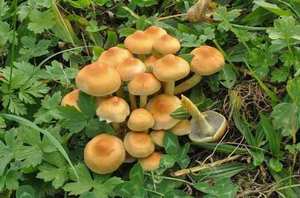 Sulfur Tuft (Hypholoma fasciculare) — dense cluster of yellow-green capped mushrooms on wood