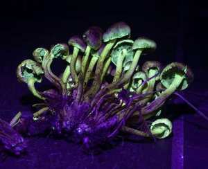Sulfur Tuft gills — greenish-yellow, then dark purple-brown