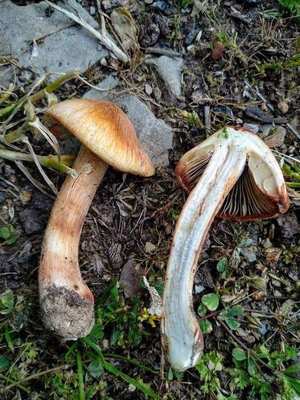 Inocybe erubescens (Red-Staining Fiber Cap) — brown cap with fibrous texture, reddening flesh