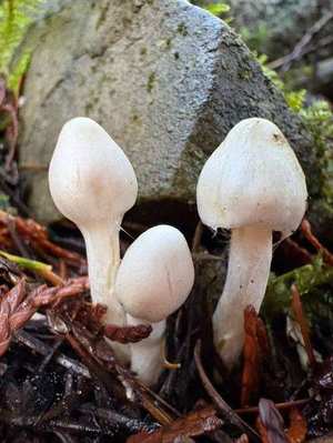Inocybe geophylla (White Fiber Cap)