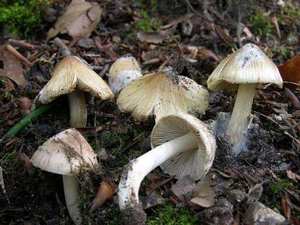 White Fiber Cap