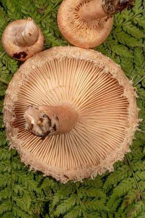 Woolly Milkcap gills — pink-buff, exuding white latex when cut