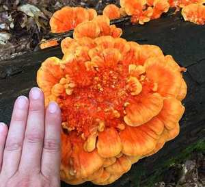 Shelf growth — overlapping fan-shaped brackets on hardwood; vivid orange color diagnostic