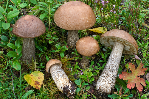 Birch Bolete