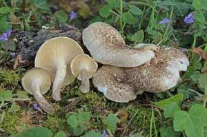 Tiger Sawgill (Lentinus tigrinus) — white cap covered in dark brown scales