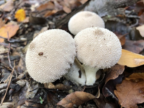 Puffball (Gem-Studded)