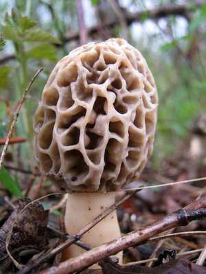 Morel
