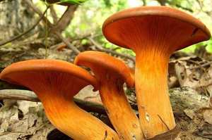 Gills — true sharp blade gills (not blunt ridges); orange throughout; crowded, decurrent