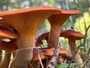 Jack-o'-Lantern mushroom (Omphalotus olearius) — bright orange clustered caps with decurrent gills