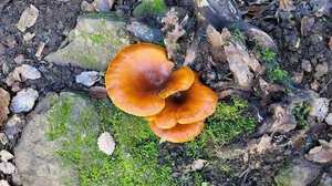 Jack-o'-Lantern gills — orange, crowded, bioluminescent at night