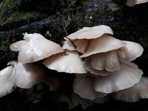 Gills — white, decurrent (running down stem); no ring; white spore print