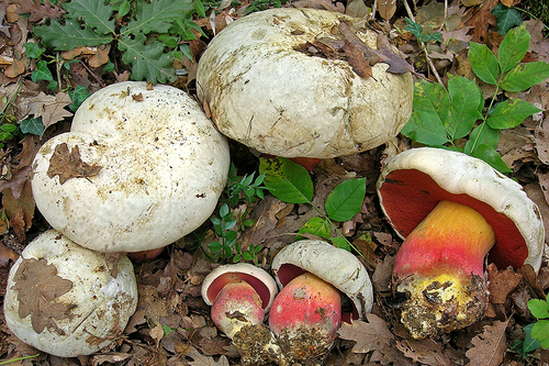 Lilac-Brown Bolete / Satan's Bolete