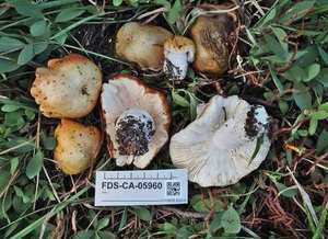 Russula emetica cap — bright scarlet-red, shiny, cuticle peels easily