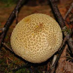 Earthball (toxic puffball)