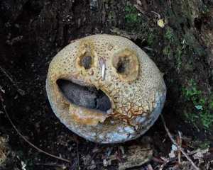 Scleroderma citrinum cross section showing dark purple-black interior