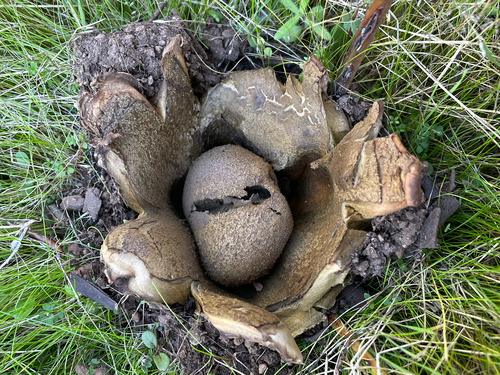 Pigskin Poison Puffball