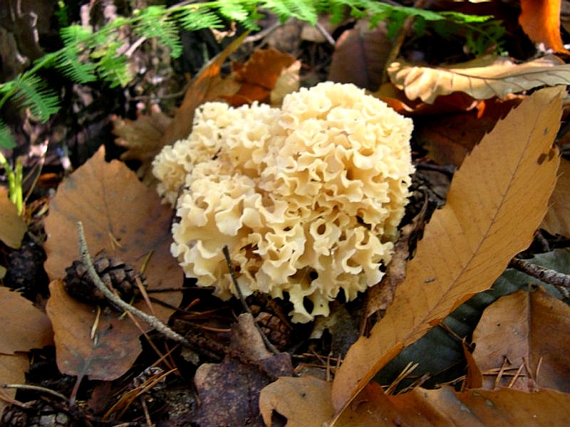 Cauliflower Mushroom